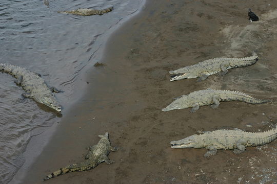 Imagem de Crocodylus acutus (Cuvier 1807)