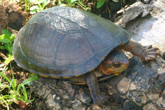 Image of Scorpion mud turtle