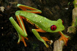 Image of Red-eyed Leaf frog