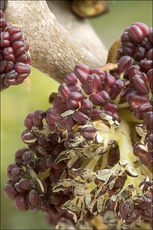 Image of European ash