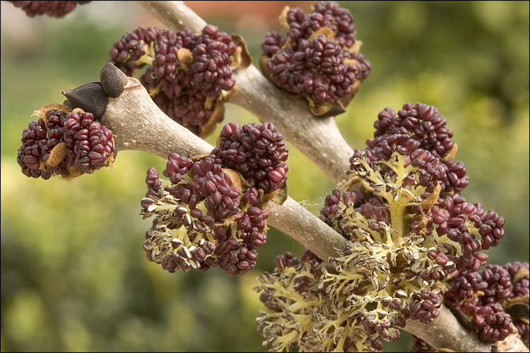 Image of European ash