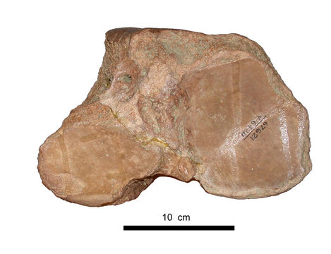 Image of Glossotherium Owen 1840