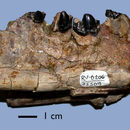 Image of Palaeonictis occidentalis Osborn 1892