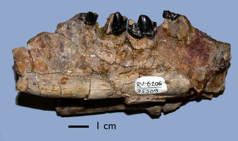 Image of Palaeonictis occidentalis Osborn 1892