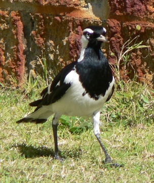 Image of Magpie-lark