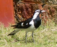 Image of Magpie-lark