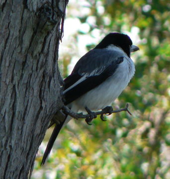 Image of Grey Butcherbird