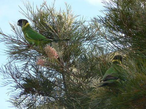 Image of Australian Ringneck