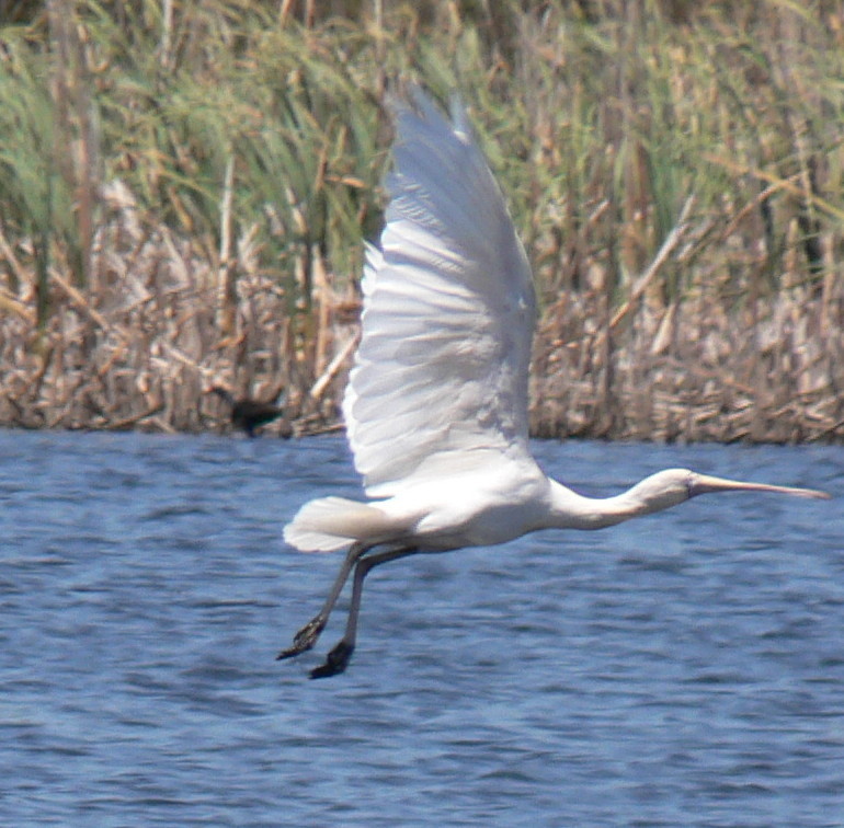 Image of Yellow-billed Spoonbill