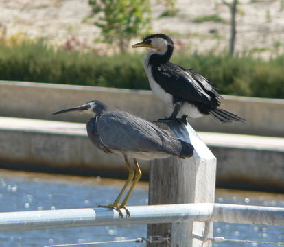 Image of White-faced Heron