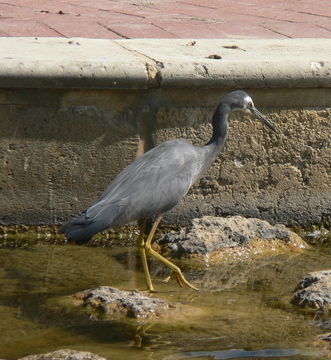 Image of White-faced Heron