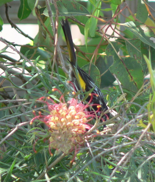 Image of New Holland Honeyeater