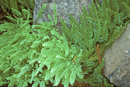 Image of Lemmon's hollyfern