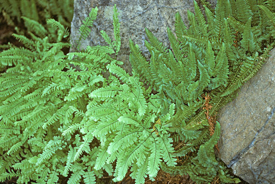 Polystichum lemmonii Underw. resmi