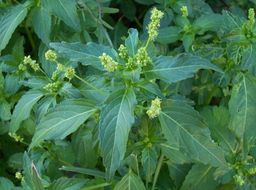 Слика од Mercurialis annua L.