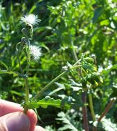 Image of groundsel