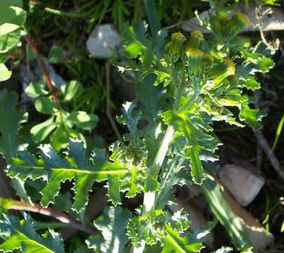 Image of groundsel