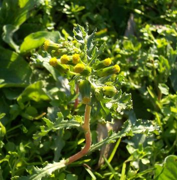 Image of groundsel