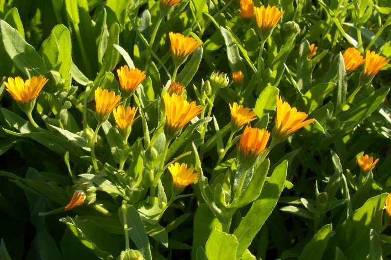 Image of field marigold