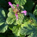 Image of common henbit