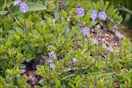 Image of leafless-stemmed speedwell