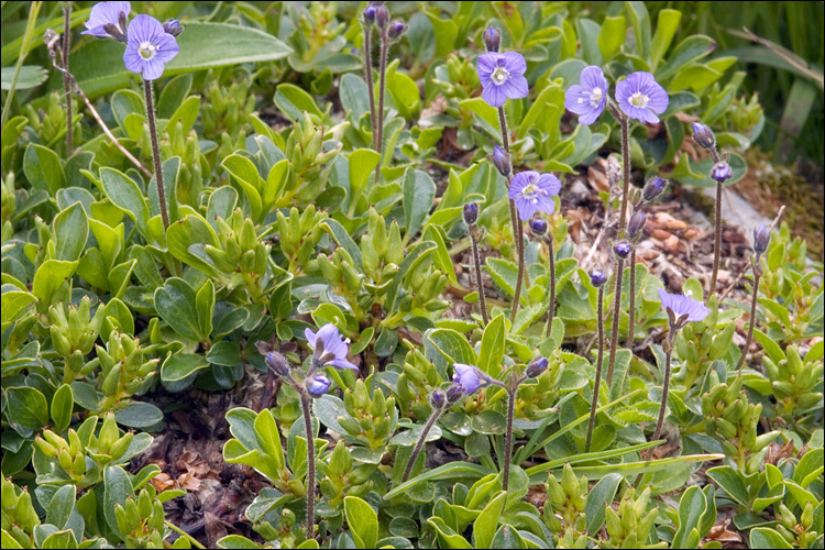 Image of leafless-stemmed speedwell