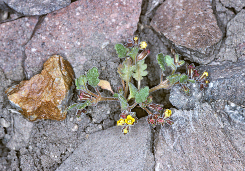 Image of Mono phacelia