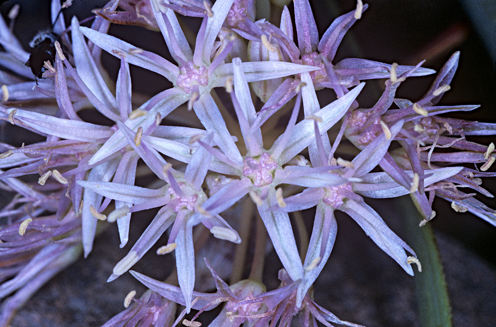 Image of twinleaf onion