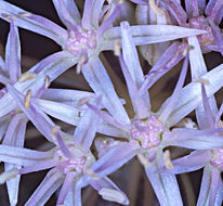 Image of twinleaf onion