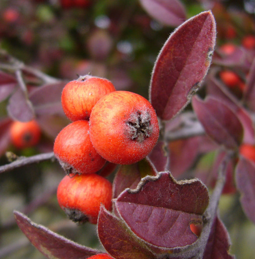 Image of silverleaf cotoneaster