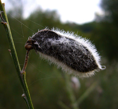 Image of striated broom