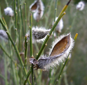 Image of striated broom