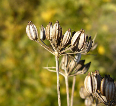 Image of sweet fennel