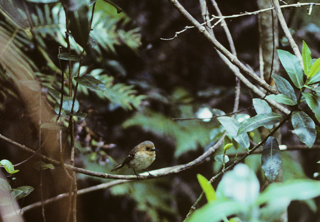 Image of Kaua`i `Elepaio