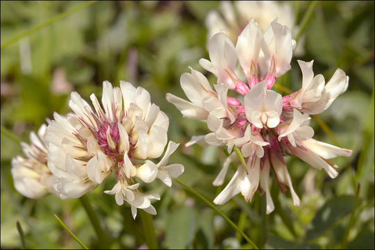 Image of white clover