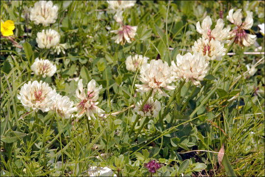 Image of white clover