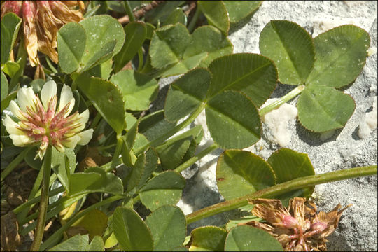 Image of white clover