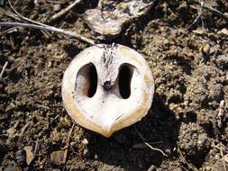 Image of Northern California Black Walnut