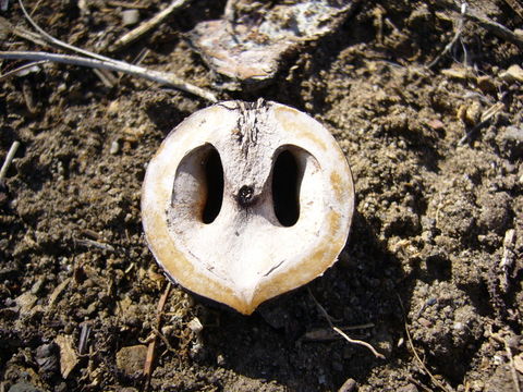 Image of Northern California Black Walnut