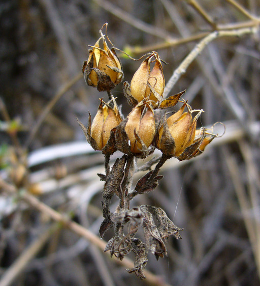 Image of heartleaf keckiella