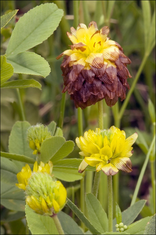Trifolium badium (rights holder: 2007 Dr. Amadej Trnkoczy)