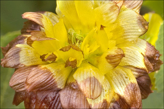 Image of brown clover