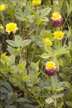 Plancia ëd Trifolium badium Schreb.