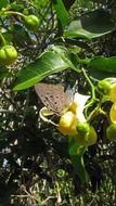 Image of Pseudolycaena marsyas (Linnaeus 1758)