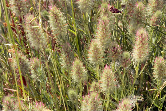 Sivun Trifolium angustifolium L. kuva