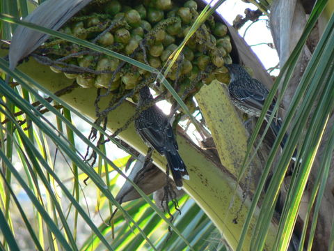 Image of Little Wattlebird