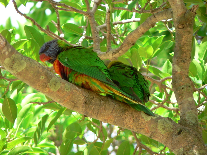 Plancia ëd Trichoglossus haematodus (Linnaeus 1771)