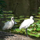 Image of Royal Spoonbill