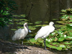 Image of Royal Spoonbill