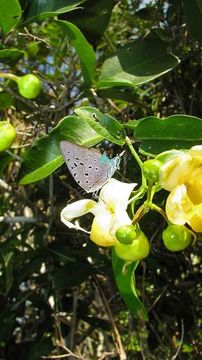 Imagem de Pseudolycaena marsyas (Linnaeus 1758)